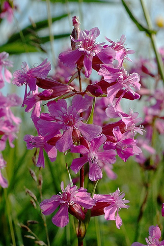 معرفی و راهنمای پرورش گیاهان زینتی - لیخنس چسبناک